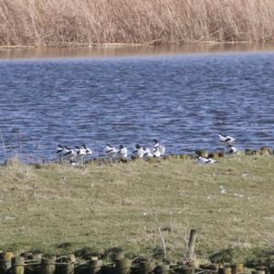 Pied Avocet