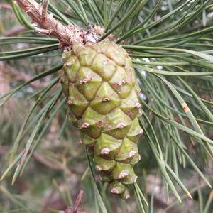 Black Pine (European)