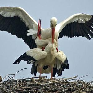 White Stork