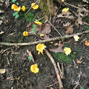 Chanterelle, Common