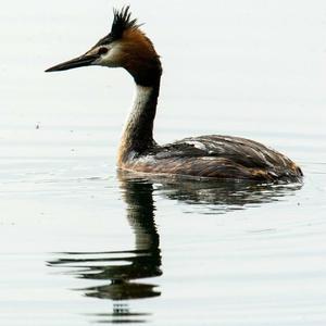 Great Crested Grebe