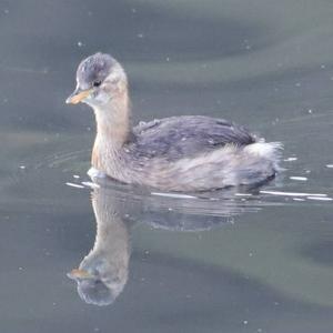 Little Grebe