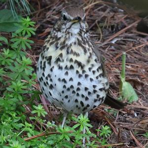 Song Thrush