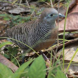 Zebra Dove