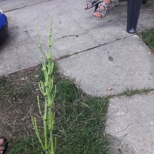Unknown Species