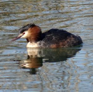 Great Crested Grebe