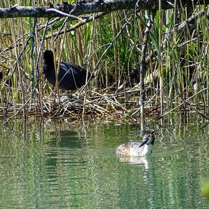 Common Coot