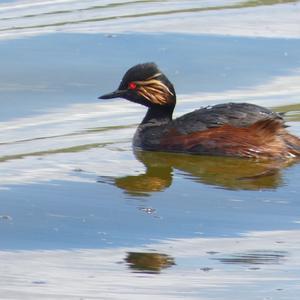 Black-necked Grebe