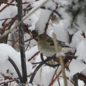 Eurasian Chaffinch