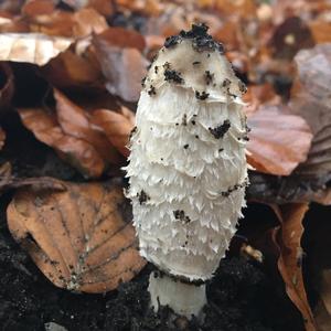 Shaggy Mane