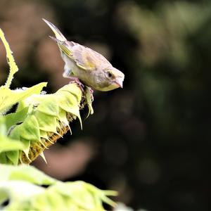 European Greenfinch