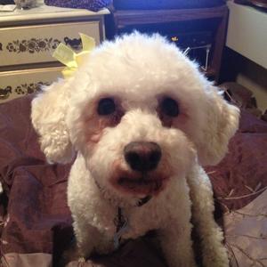 Bichon Frise