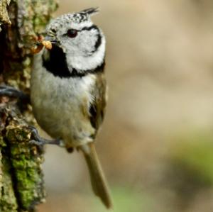 Crested Tit