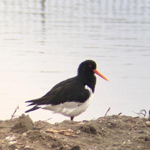 Eurasian Oystercatcher