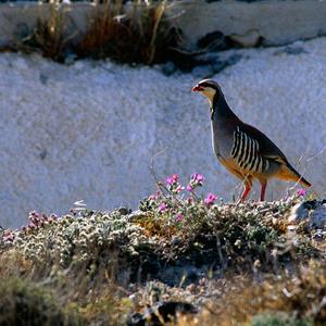 Red-legged Partridge