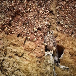 Common Kestrel