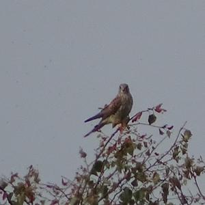 Common Kestrel