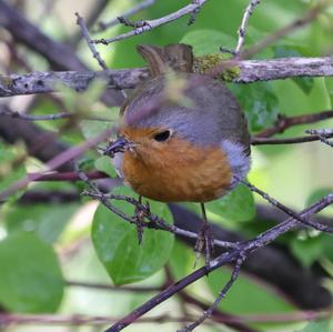 European Robin