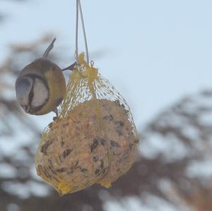 Blue Tit