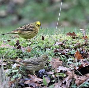 Yellowhammer