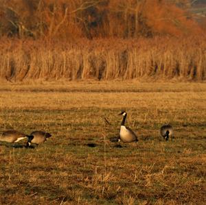 Canada Goose