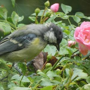 Great Tit