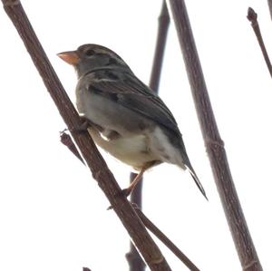 House Sparrow