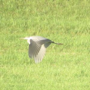 Grey Heron