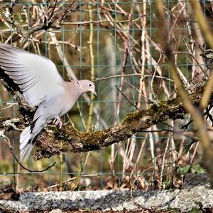 Eurasian Collared-dove