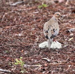 Mourning Dove