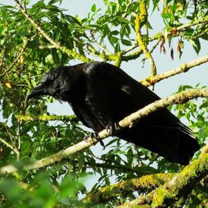 Carrion Crow