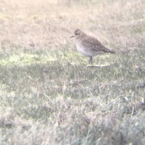 Eurasian Golden Plover