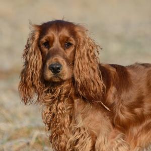 Spaniel (English Cocker)