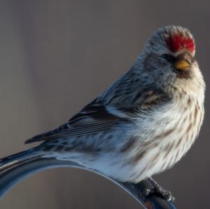 Common Redpoll