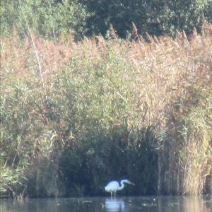 Great Egret