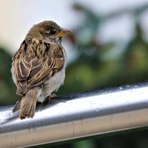 House Sparrow