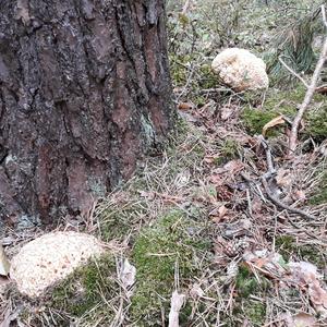 Eastern Cauliflower Mushroom