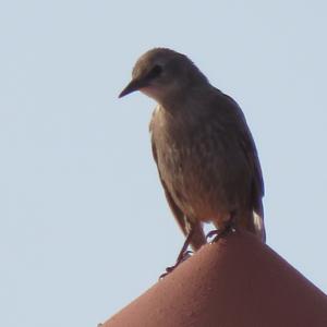 Common Starling