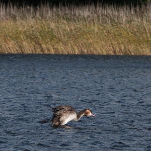 Great Crested Grebe