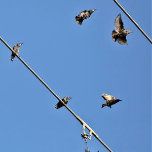 Common Starling