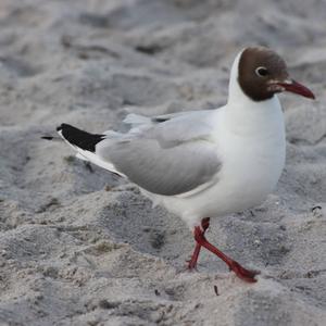 Black-headed Gull