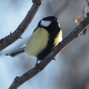 Great Tit