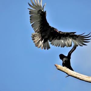 Turkey Vulture