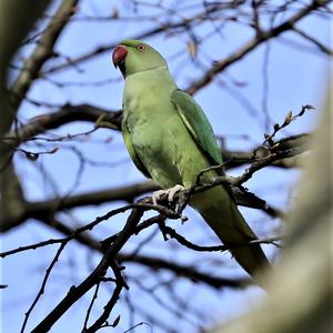 Rose-ringed Parakeet