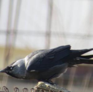 Eurasian Jackdaw