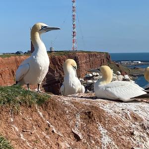 Northern Gannet