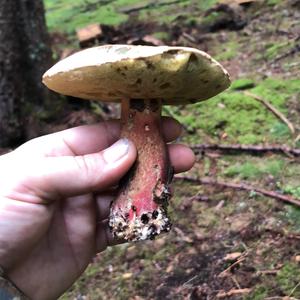 Scarlet-stemmed Bolete