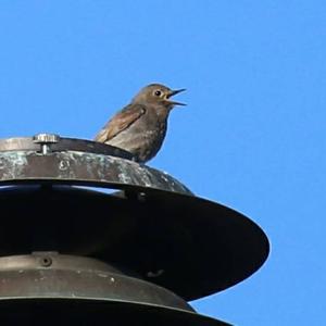 Black Redstart