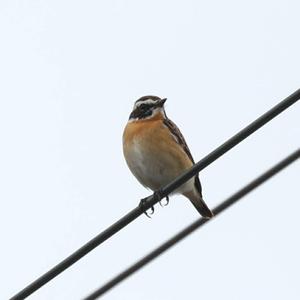 Whinchat