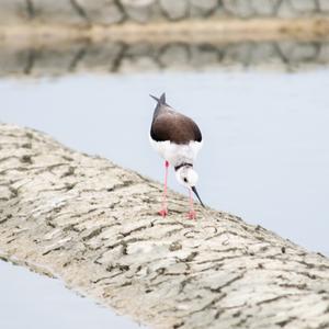 Black-winged Stilt